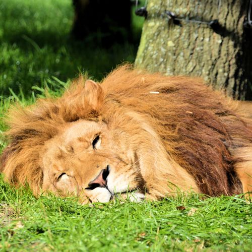 A male lion sleeping on green grass in the sun