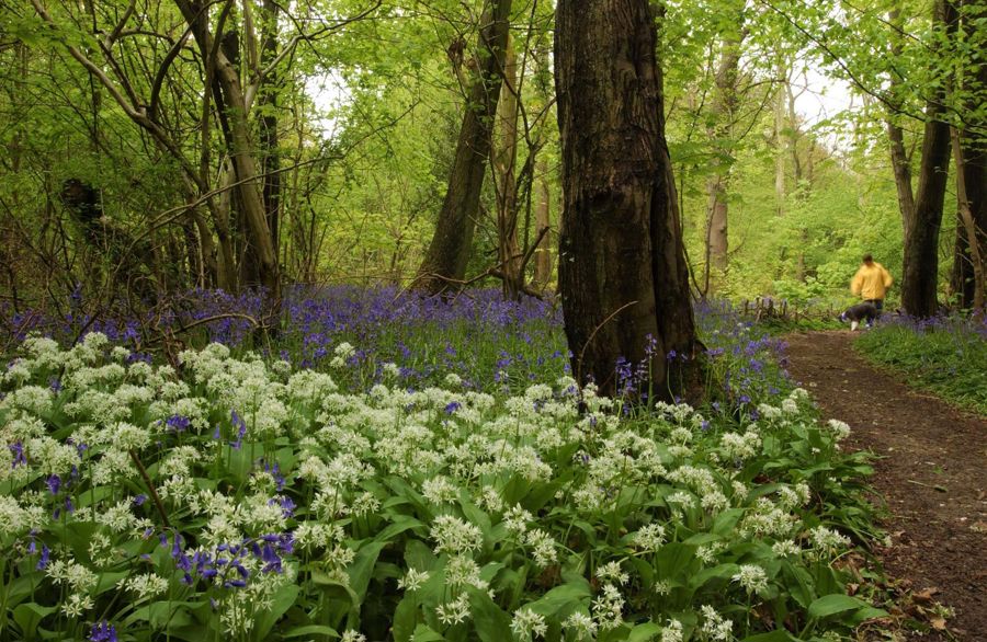 Woodland with bluebells and wild garlic. 