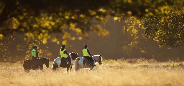 Three riders wearing high-vis tabards on horseback walking though grass in golden sunlight