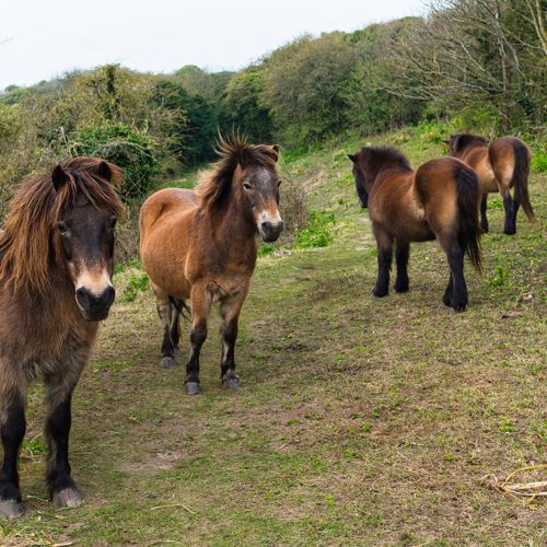 A group of five brown Konik ponies in the scrubland on the White Cliffs of Dover, two facing the camera.