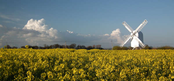 A white windmill in a field of vivid yellow rape