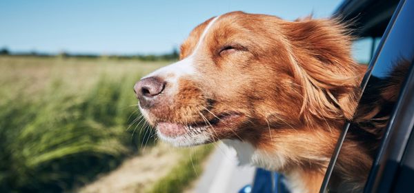 A tan and white dog with its head out of a car window, with the wind in its ears and fields behind.