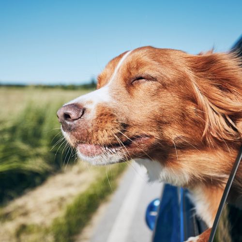 A tan and white dog with its head out of a car window, with the wind in its ears and fields behind.