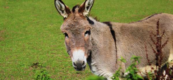 A donkey in a field looking at the camera