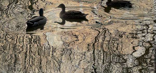 Ducks on water with reflection of trees