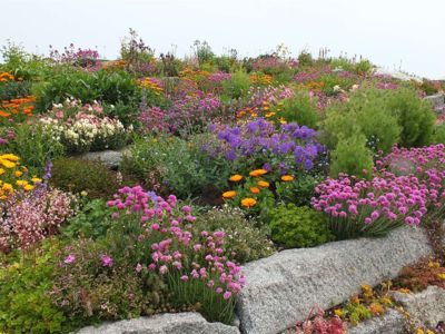 Flowers at Sandown Castle Community Garden