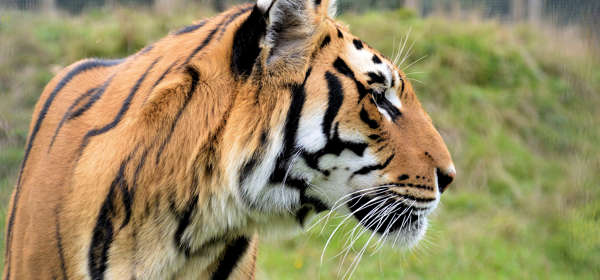 A side profile of a tiger with green grass in the background.