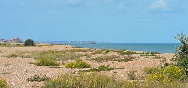 Shingle beach with plants growing and Deal Pier in the far distance